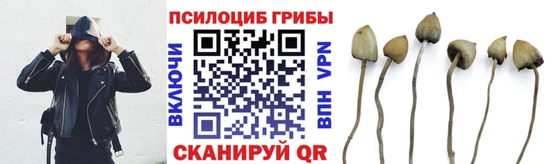 купить  сайты  Мончегорск  Галлюциногенные грибы Cubensis 